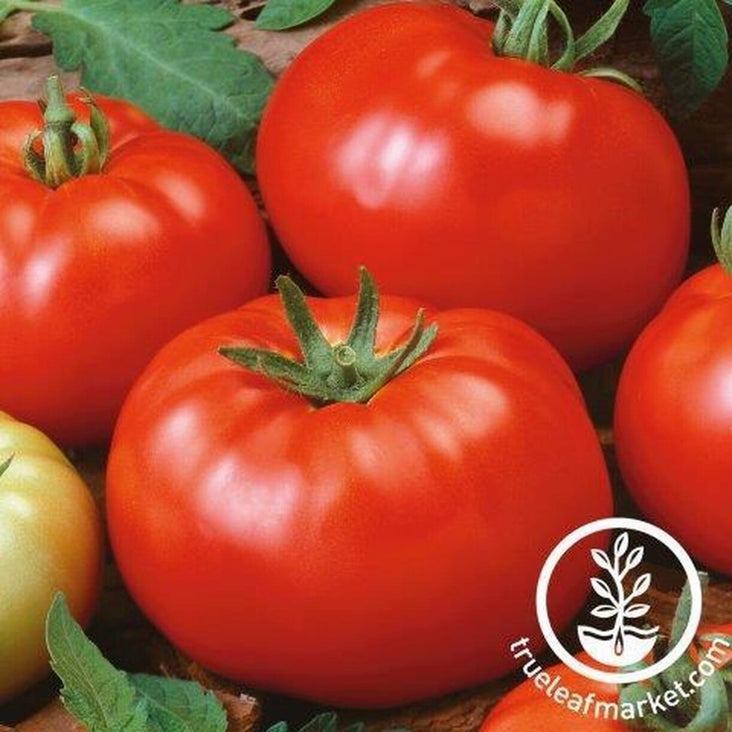 Heirloom Tomato Seeds - Brandywine Red | Non-GMO, Open Pollinated Seed