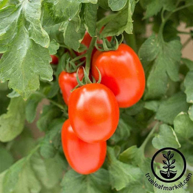 Roma VF Heirloom Tomato Garden Seeds | Non-GMO Gardening - Free S&H