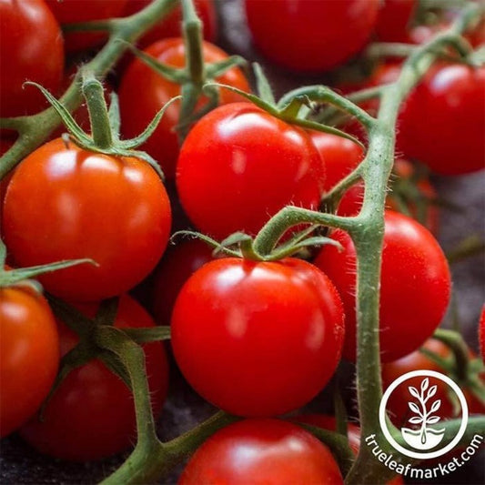 Tomato Seeds - Large Red Cherry | Non-GMO, Heirloom Vegetable Garden