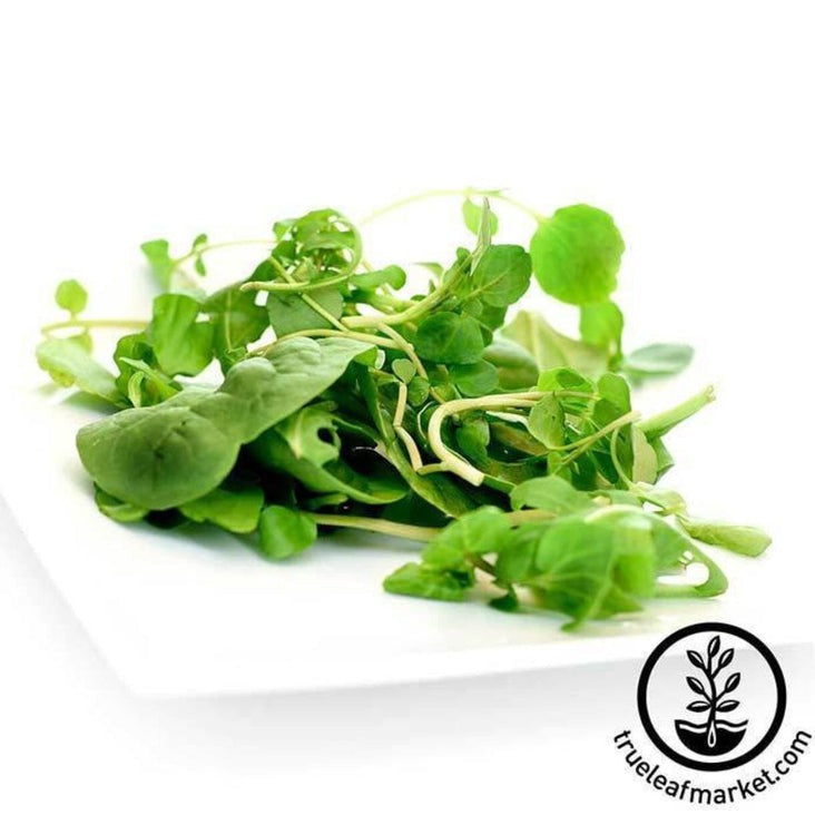 Upland Cress Seeds | Non-GMO & Heirloom - Herb Garden Seeds - Free S&H