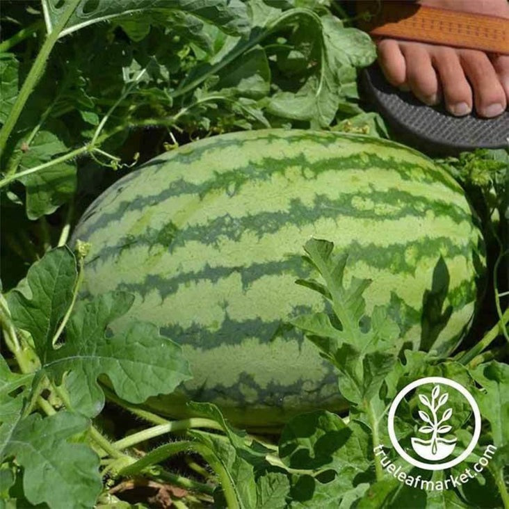Non-GMO Striped Klondike Watermelon Seeds | Watermelon Garden Seed
