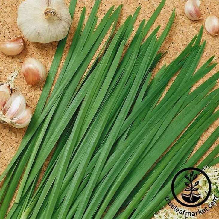 Heirloom Garlic Chives Seeds | Non-GMO Herb & Garden Seeds - Free S&H