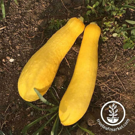 Summer Squash Garden Seeds - Early Prolific Straightneck | Heirloom