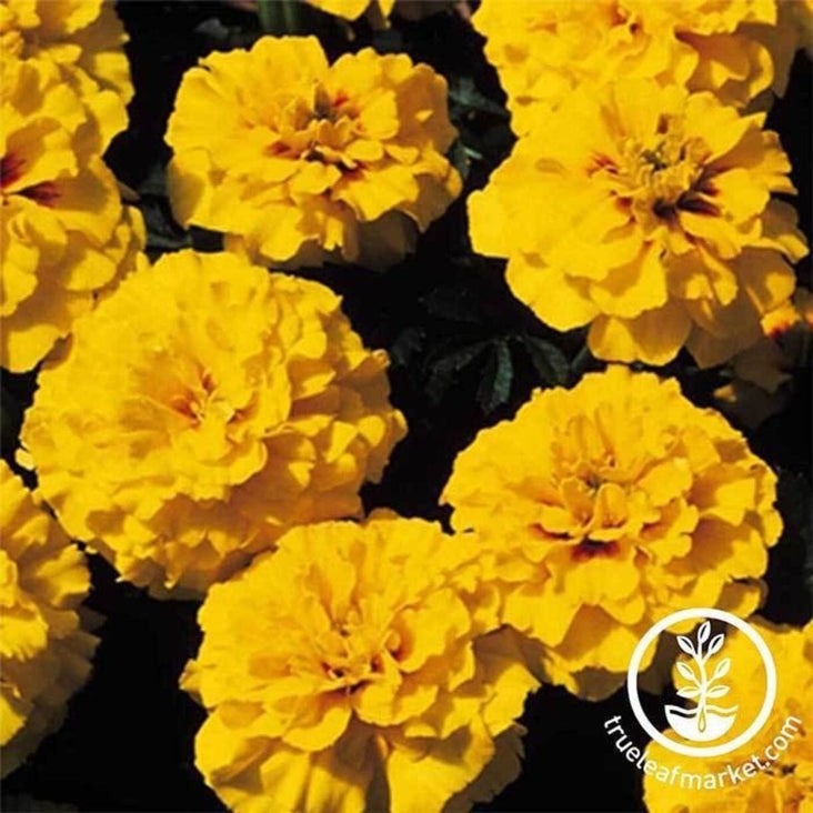 Marigold Flower Seeds - Janie Series | Tangerine, Spry, Primrose, etc