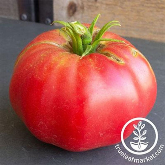Organic Brandywine Pink Tomato Seeds | Open Pollinated - Non-GMO Seeds