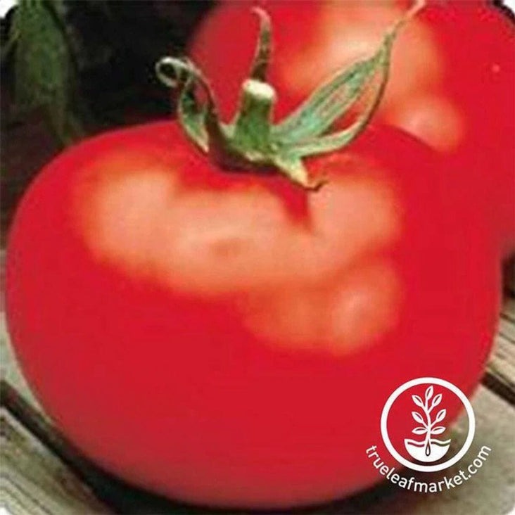Tomato Garden Seeds Seeds - Better Boy Plus Hybrid - Vegetable Gardening