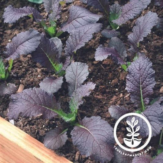Heirloom Red Garnet Mustard Seeds | Non-GMO Vegetable Gardening Seeds