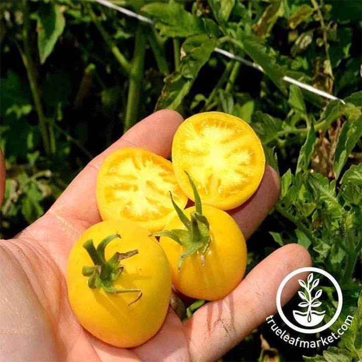 Heirloom Tomato Seeds - Garden Peach | Non-GMO Yellow Tomato Seeds