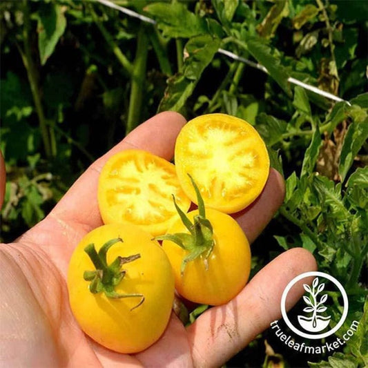 Heirloom Tomato Seeds - Garden Peach | Non-GMO Yellow Tomato Seeds