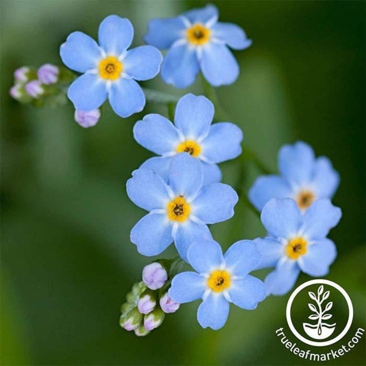 Myosotis (Forget Me Not) Seed | Compindi