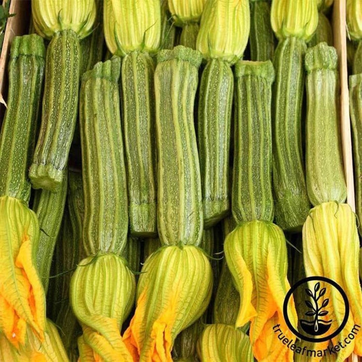 Summer Squash Seed | Zucchini Greyzinni Hybrid