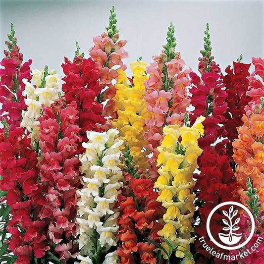 Hybrid Snapdragon Flower Seed Mix - Liberty Classic | Snap Dragon Seed