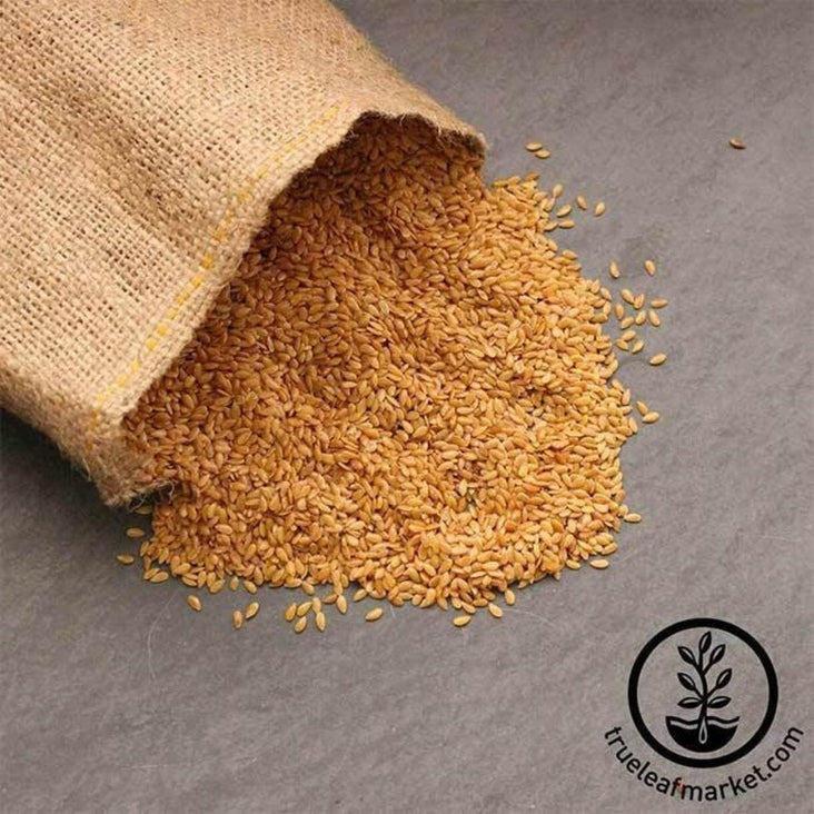 Organic Golden Flax Seeds | Gold Flaxseed