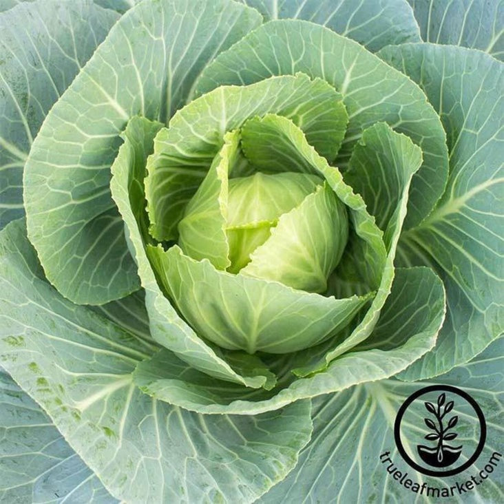 Heirloom Vates Collards Seeds | Packet to Bulk Wholesale - Free Ship