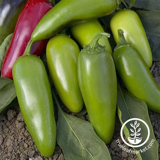 Hot Pepper Seeds - Jalapeno M | Heirloom, Non-GMO, Open Pollinated
