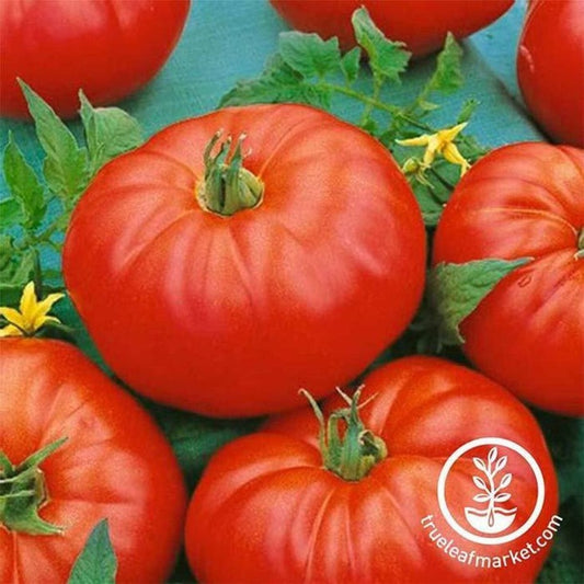 Tomato Gardening Seeds - Beefmaster Hybrid | Buy Vegetable Seed Online