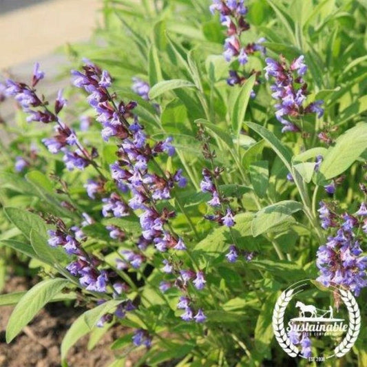 Non-GMO Organic Sage Herb Seeds - Broad Leaved - Gardening Seeds