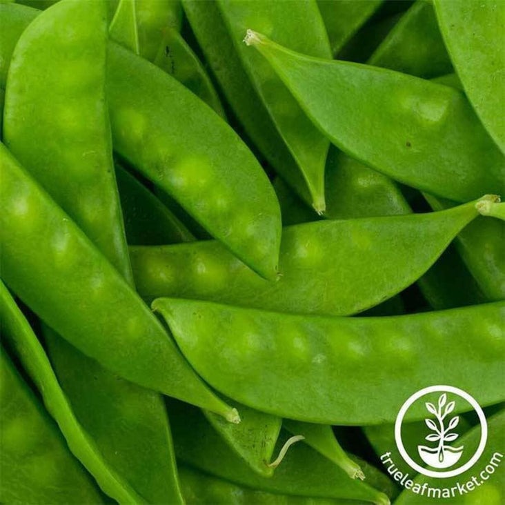 Heirloom Snow Pea Seeds - Oregon Sugar Pod II | Non-GMO Vegetable Seed