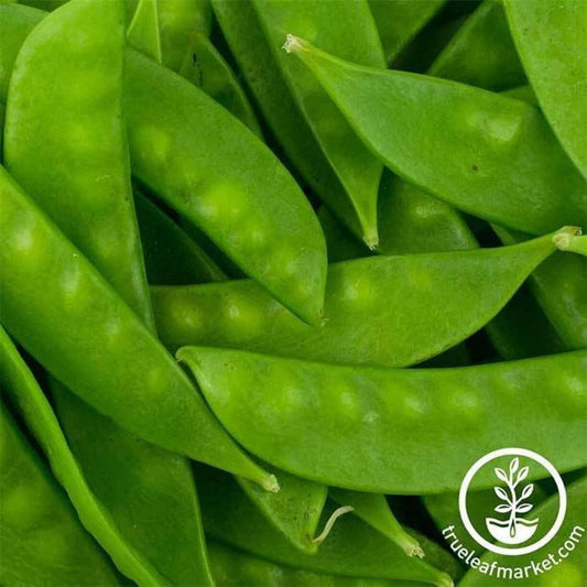Heirloom Snow Pea Seeds - Oregon Sugar Pod II | Non-GMO Vegetable Seed