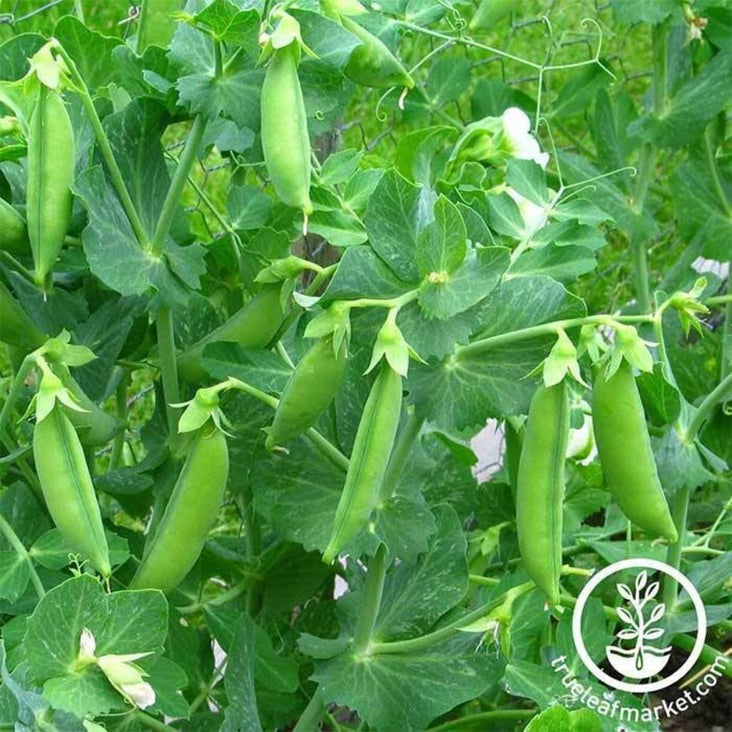 Progress Number 9 Pea Seeds: Garden Seeds by MVS