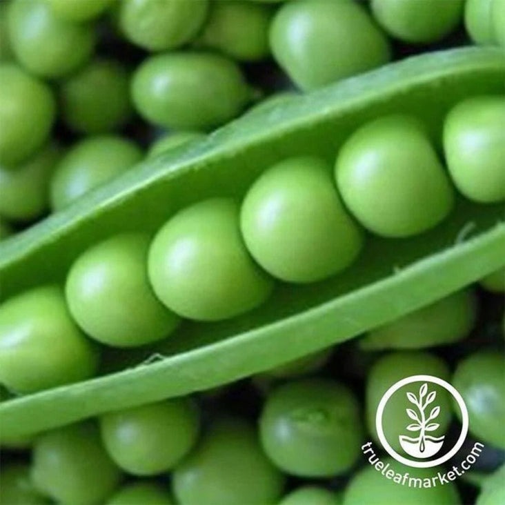 Vegetable Garden Seeds: Perfection Dark Seeded Peas