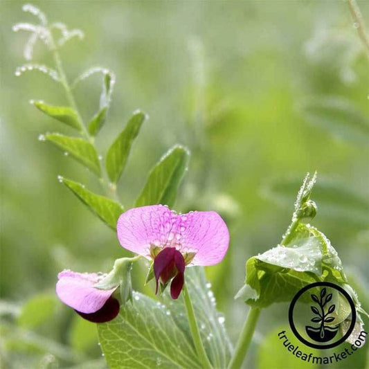 Austrian Field Pea Seeds - Farm & Garden Cover Crop Seeds - Non-GMO
