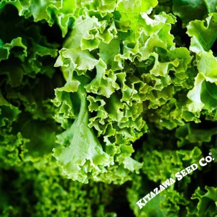 Heirloom, Non-GMO Dwarf Siberian Kale Garden Seeds | Vegetable Seeds