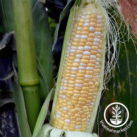 Treated Corn Seeds (syn) - Serendipity Hybrid | Bulk Wholesale Avail