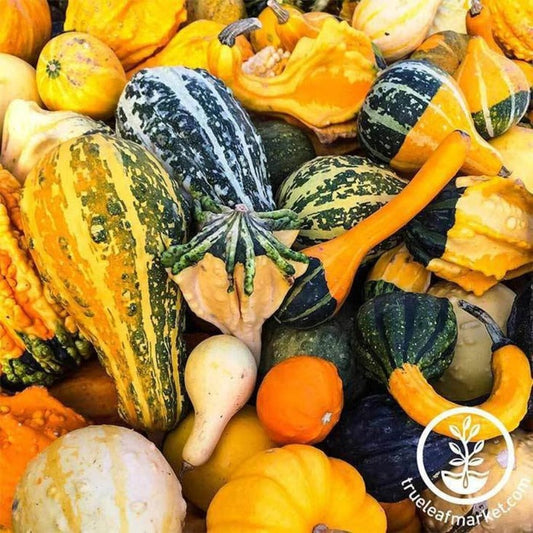 Heirloom Gourd Seeds - Large Gourd Mix | Non-GMO, Open Pollinated Seed