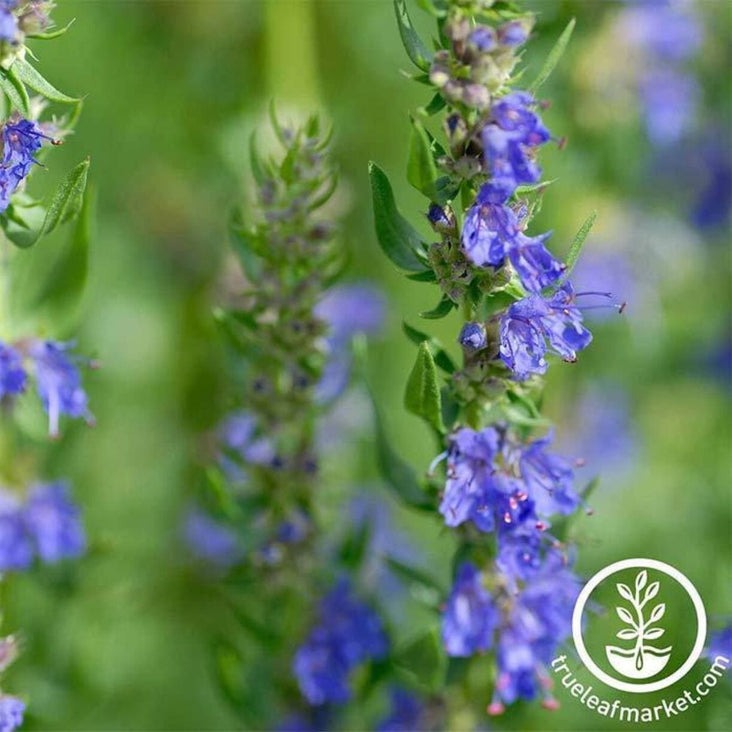 Hyssop Seeds | Non-GMO, Heirloom Medicinal Herb Garden Seeds