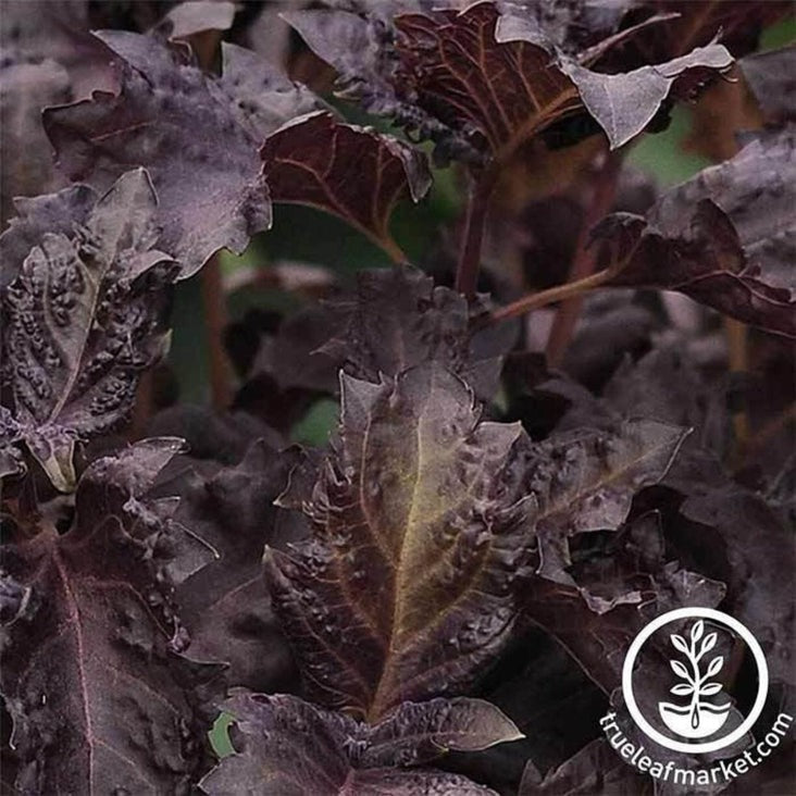 Purple Ruffles Basil Seeds | Culinary Herb Garden & Microgreens Seeds