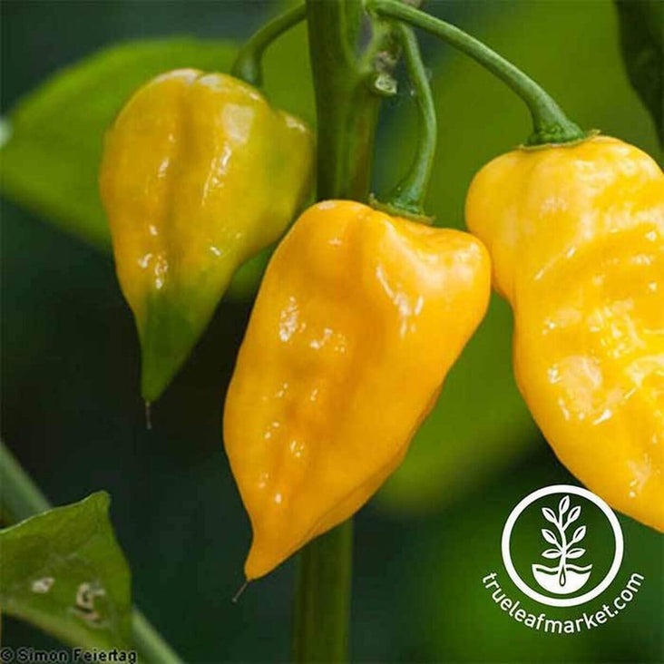 Hot Pepper Vegetable Seeds - Lemon Habanero | Heirloom, Non-GMO Seeds