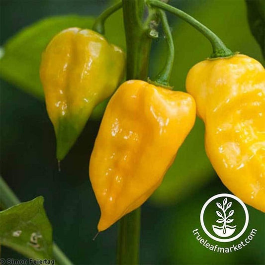 Hot Pepper Vegetable Seeds - Lemon Habanero | Heirloom, Non-GMO Seeds