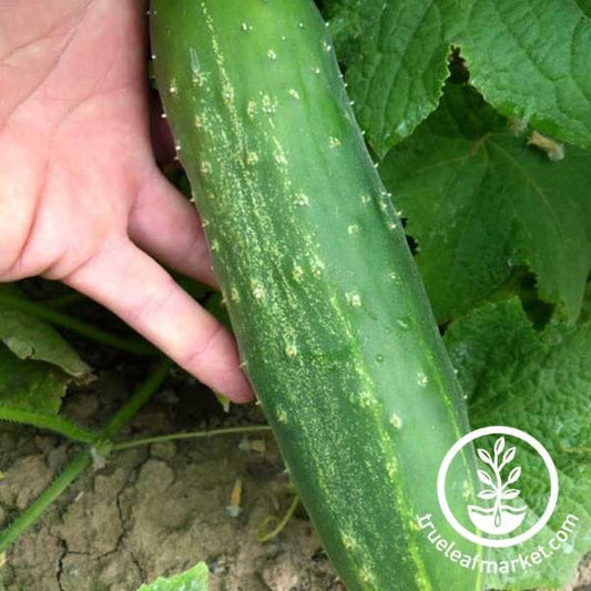Straight Eight Cucumber Seeds | Hierloom, Non-GMO - Farm & Garden