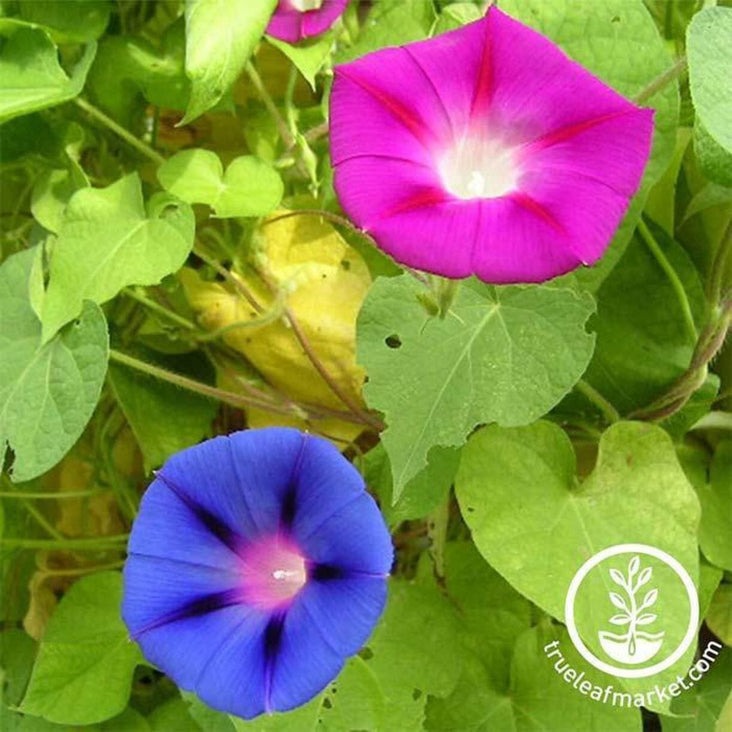 Morning Glory Flower Seeds - Glory Mixed Colors | Flower Seed Supplier