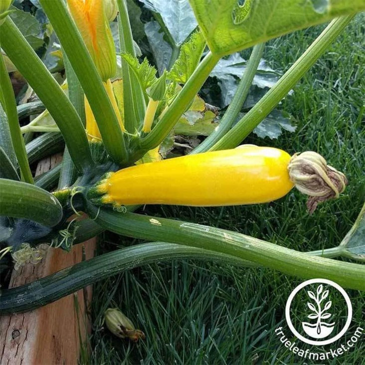 Squash Seeds - Summer - Golden Glory Hybrid