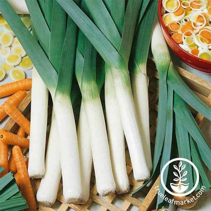 Non-GMO Large American Flag Leek | Leek Vegetable Garden Seeds