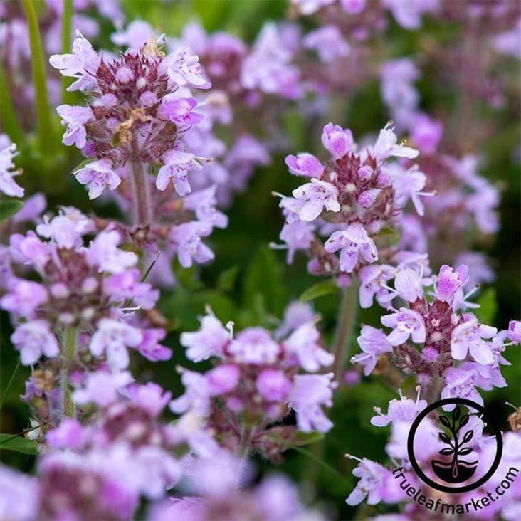 Creeping Thyme Seeds | Non-GMO, Heirloom Herb Garden Seeds - Free S&H