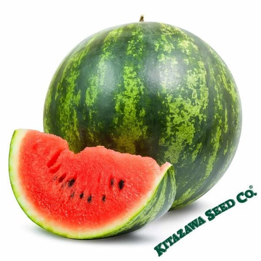Non-GMO Shiny Boy Hybrid Watermelon Seeds | Watermelon Garden Seed