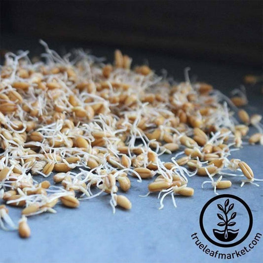 Organic Triticale Seeds: Triticale Sprouting Seed Grain