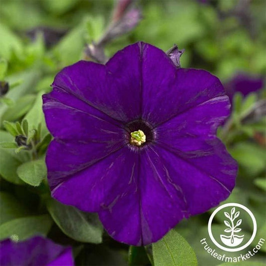 Petunia Seeds - Picobella Series (pelleted) | Flower Seeds And Supplies