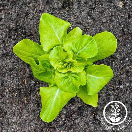 Non-GMO Buttercrunch Lettuce Seeds | Buttercrunch Lettuce Vegetable Seed