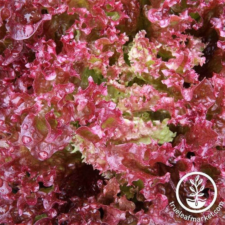 Non-GMO Lollo Rosso Lettuce Seeds | Vegetable Garden - Heirloom