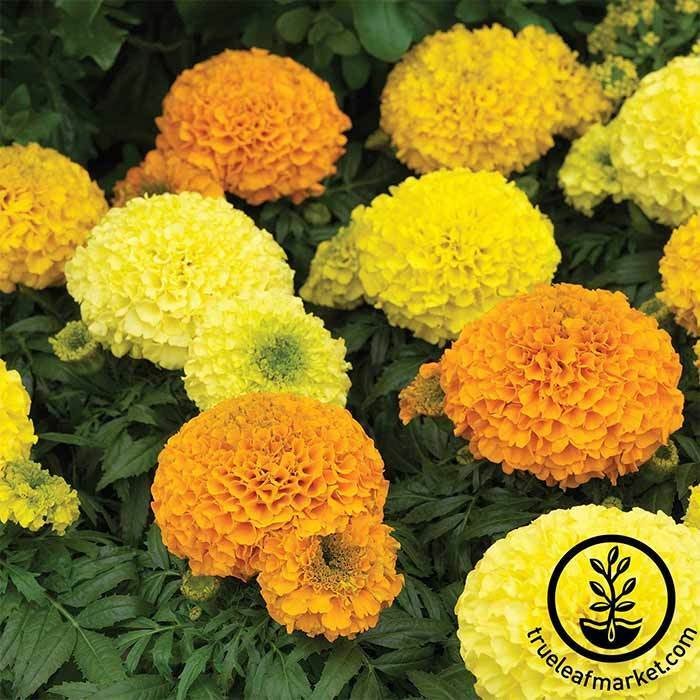 Antigua Series Marigold Seeds | Tagetes erecta - Flower Garden Seeds