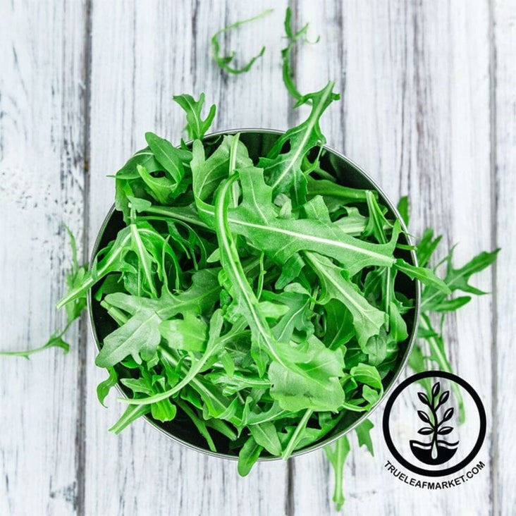 Heirloom Arugula Seeds - Slow Bolt (aka Rocket) | Non-GMO Herb & Vegetable Seeds