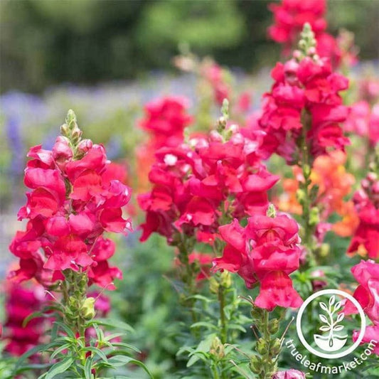 Snapdragon Flower Seeds - Floral Showers Series | Antirrhinum majus