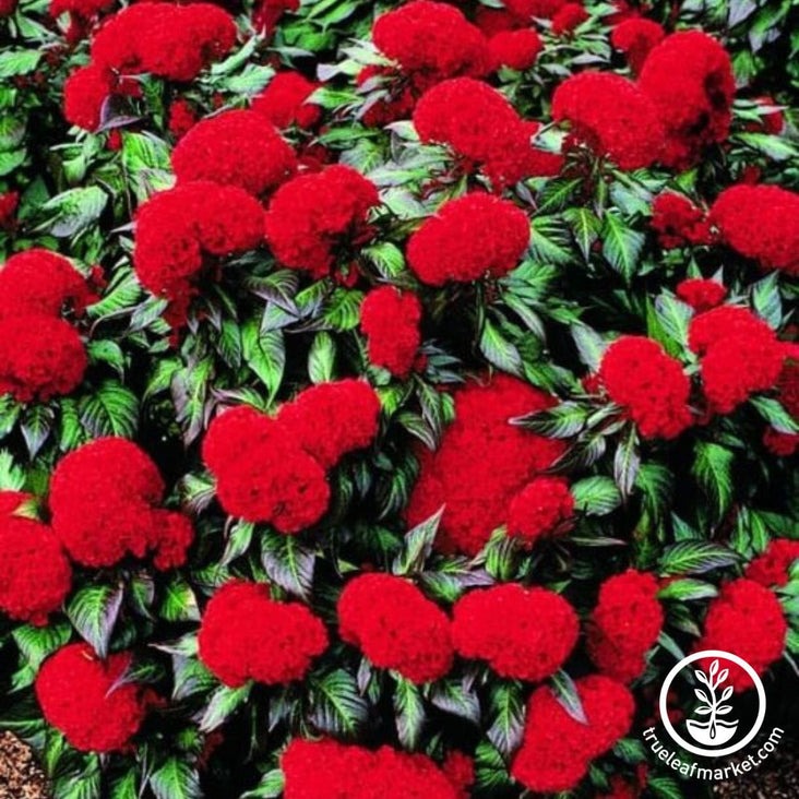 Annual Crested Celosia Prestige Scarlet Seeds | AKA: Cockscomb Flower