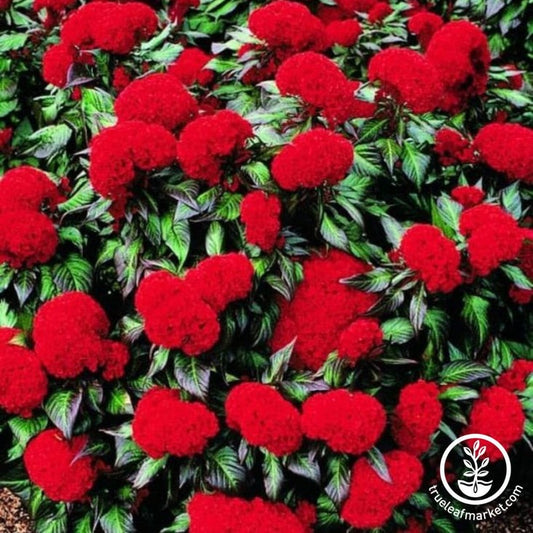 Annual Crested Celosia Prestige Scarlet Seeds | AKA: Cockscomb Flower