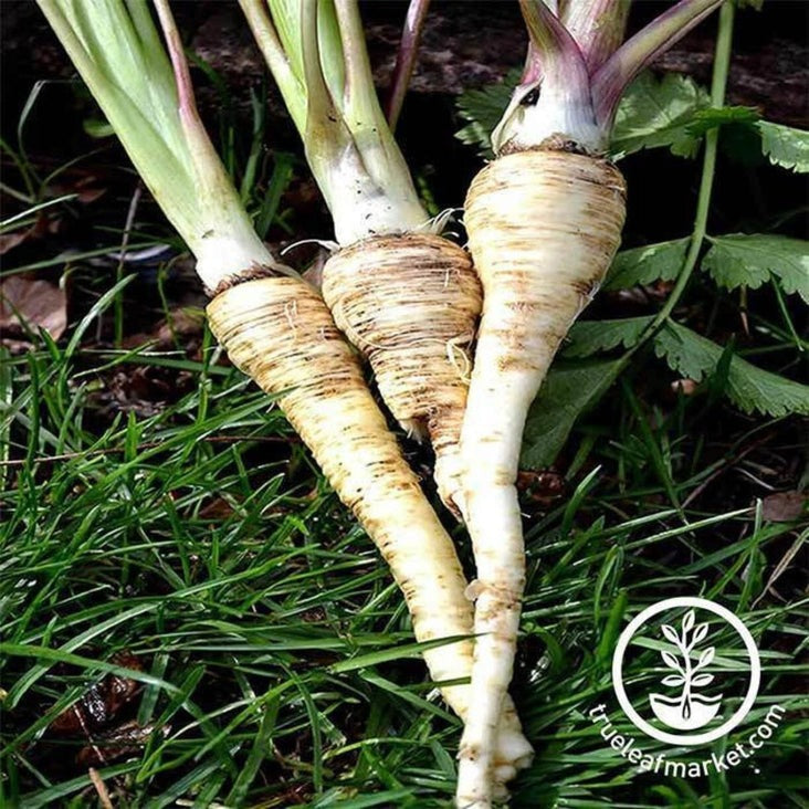 Harris Model Parsnip Vegetable Garden Seeds | Heirloom, Non-GMO Seeds