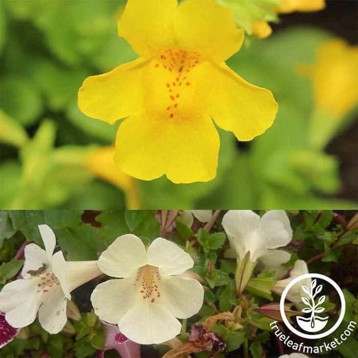 Mimulus Seed | Magic Ball Mix
